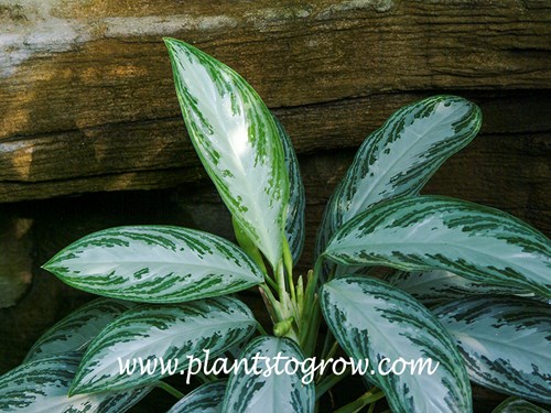 Golden Bay Chinese Evergreen (Aglaonema)